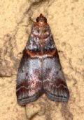 Acrobasis advenella